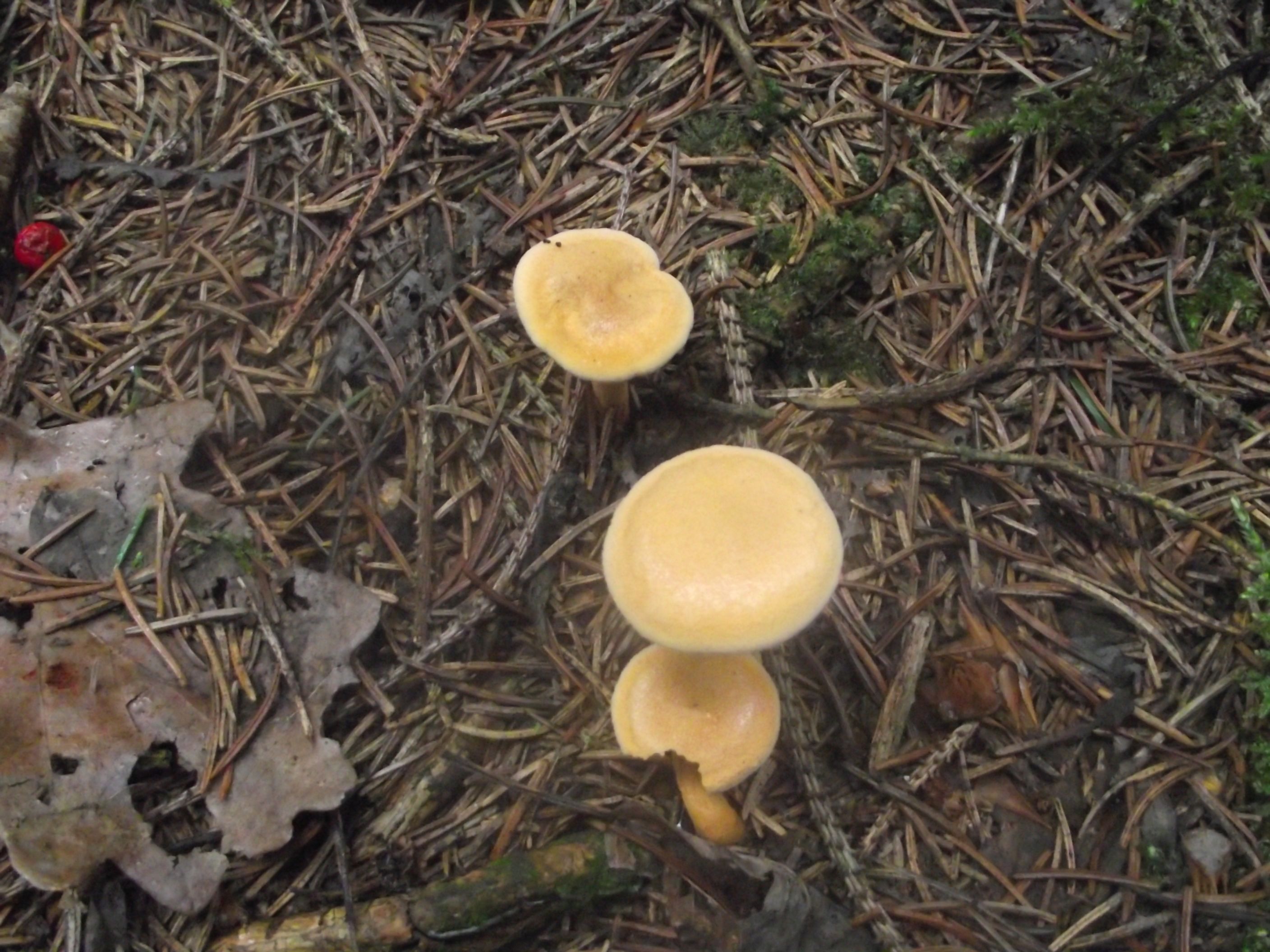 Falscher Pfifferling